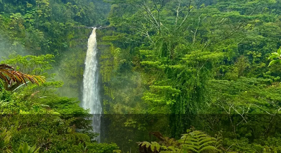 Akaka Falls plunging through dense rainforest at ʻAkaka Falls State Park on the Big Island.'