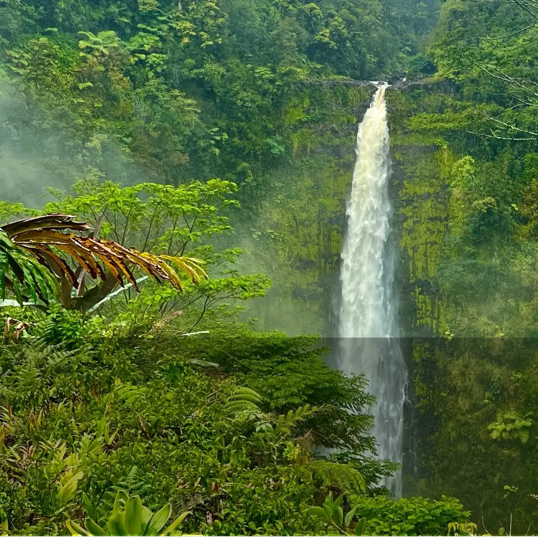 Akaka Falls plunging through dense rainforest at ʻAkaka Falls State Park on the Big Island.'