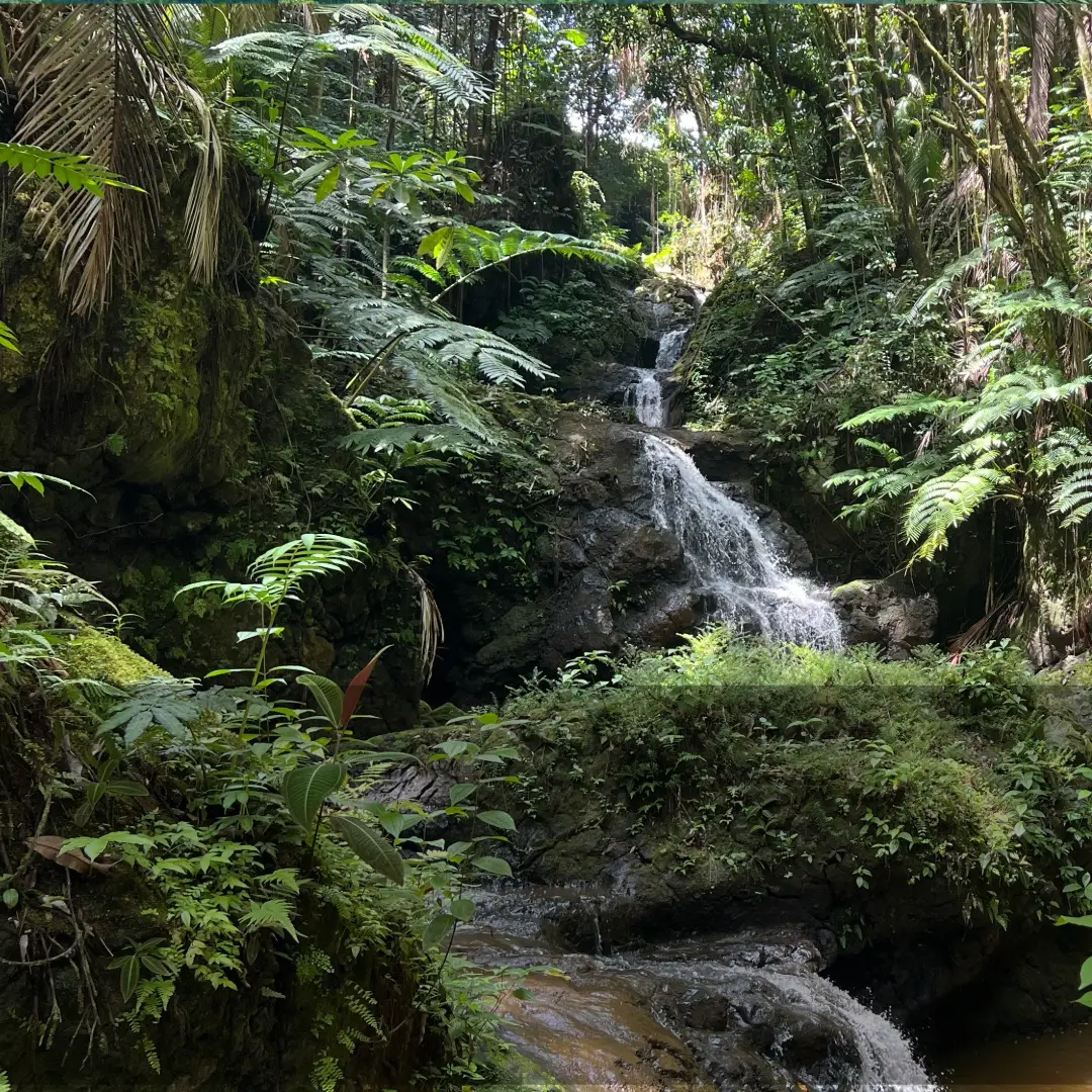 Lush ferns and a small waterfall deep in the Hāmākua rainforest on the Big Island of Hawaiʻi.