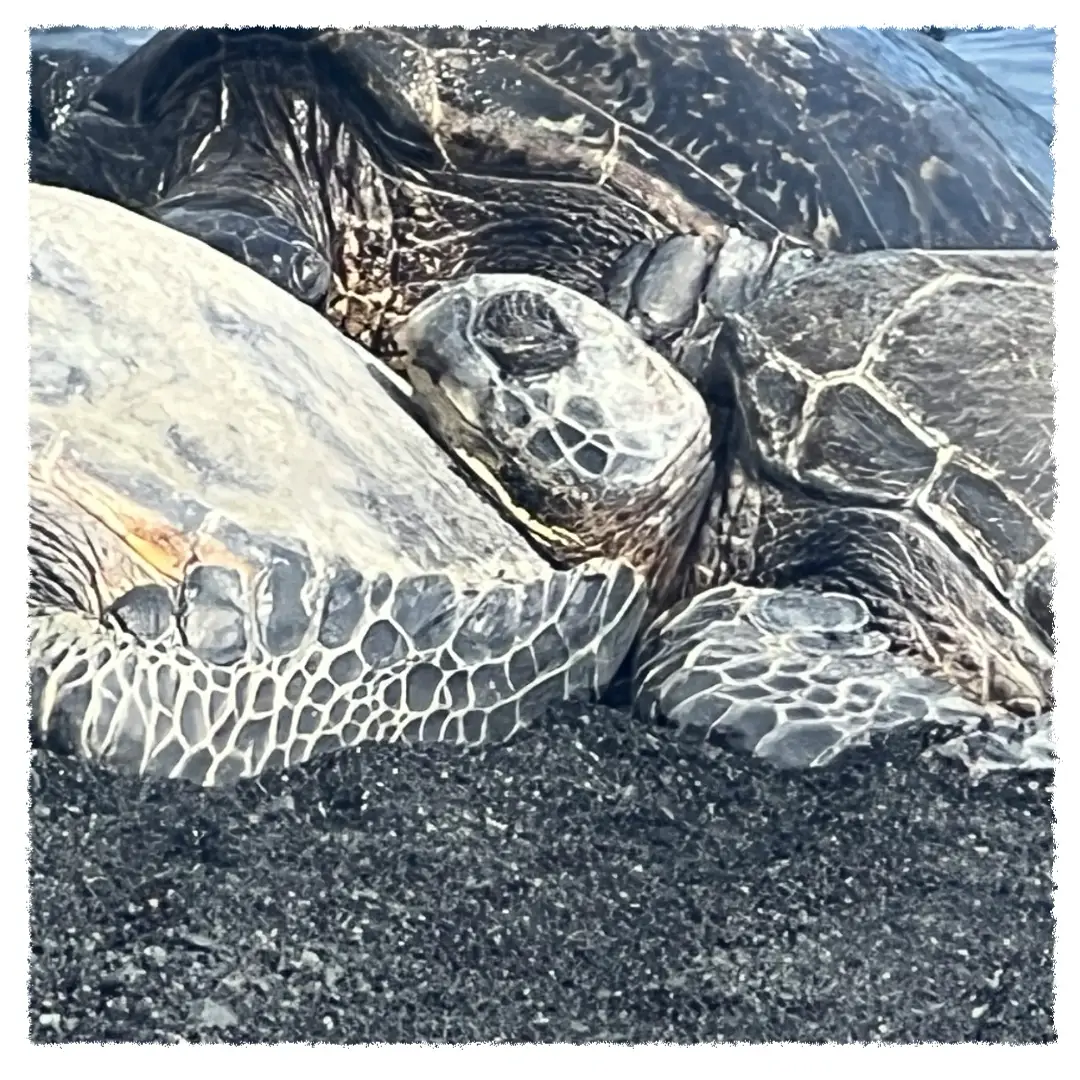 Hawaiian green sea turtles resting on a black sand beach along the Big Island’s southern coast.
