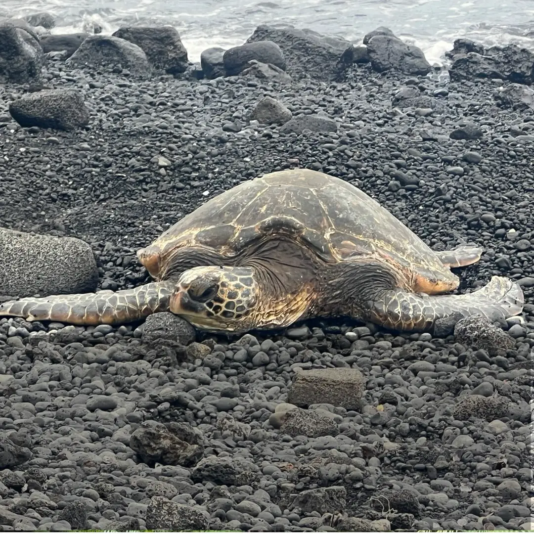 Hawaiian green sea turtle (honu) resting on a black sand beach along the Big Island coast.