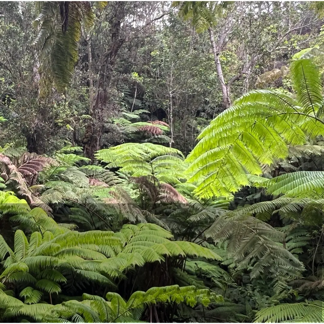 Lush fern forest at Kīlauea, with native ʻōhiʻa trees and giant tree ferns inside Hawaiʻi Volcanoes National Park.