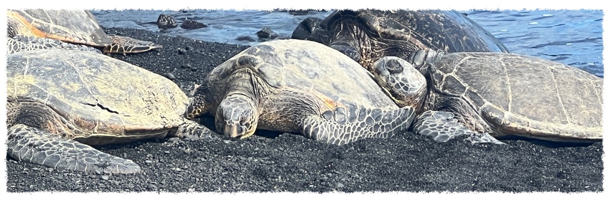 Hawaiian green sea turtles resting on a black sand beach along the Big Island’s southern coast.